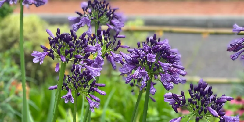 Agapanthus flowers in bloom
