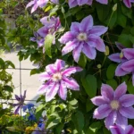 Clematis Flowers