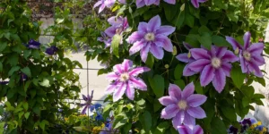 Clematis Flowers
