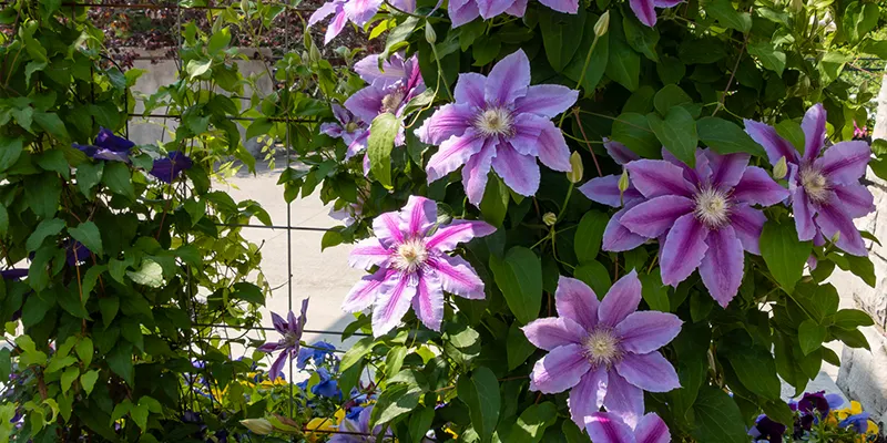 Clematis Nelly Moser Climbing on Trellis