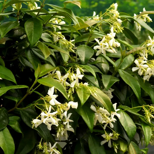 Evergreen Jasmine with White Flowers