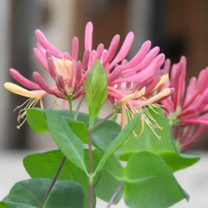 Flowering Honeysuckle