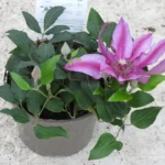 Potted Pink Clematis Plant - Darcy
