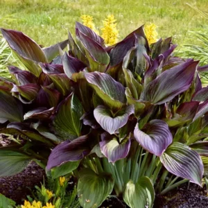 Close up of Red Ninja Hosta Plant