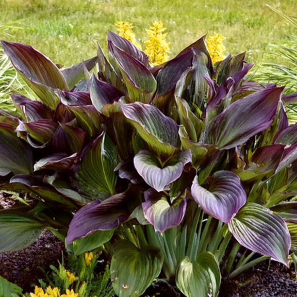 Close up of Red Ninja Hosta Plant