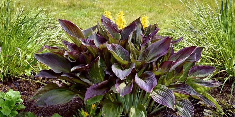 RHS Chelsea Plant of the Year 2026 winner: Hosta RED NINJA
