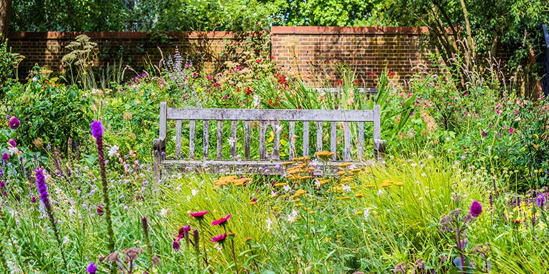 Lovely English Garden on a summer day with a wooden bench surrounded by wildflowers and trees