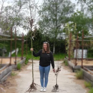Bareroot standard tree compared to tree sapling