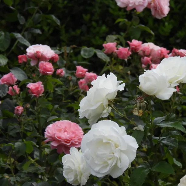 Best white and pink roses