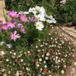 Cosmos and Fleabane
