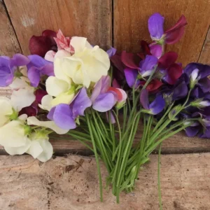Bunch of cut sweet pea flowers