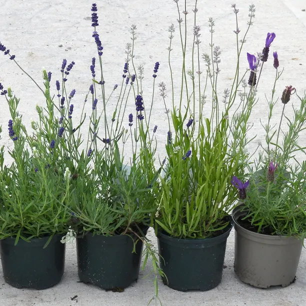Different types of potted lavender