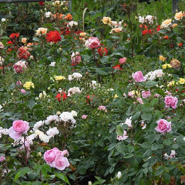 Lots of flowering rose varieties