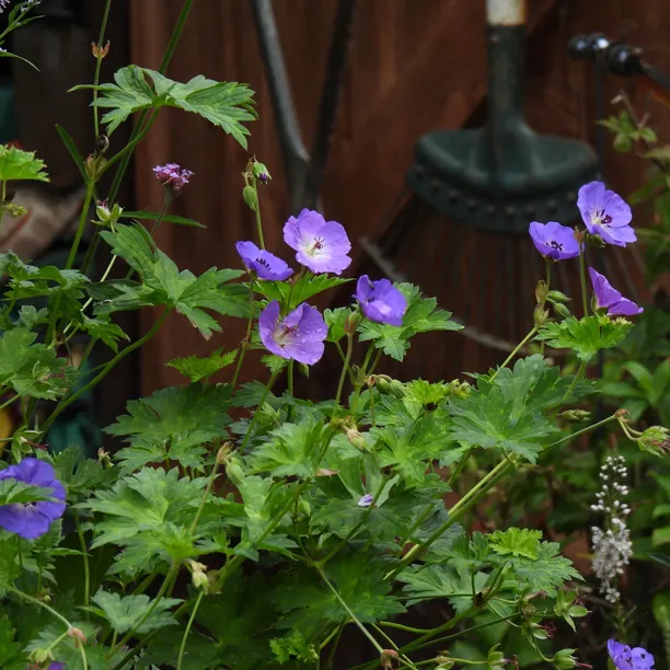 Close up of purple geranium flowers and foliage