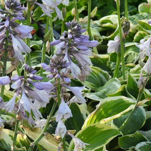 Close up of hosta flowers and leaves