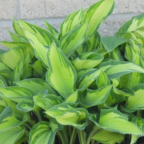 Close up of thriving hosta plant leaves