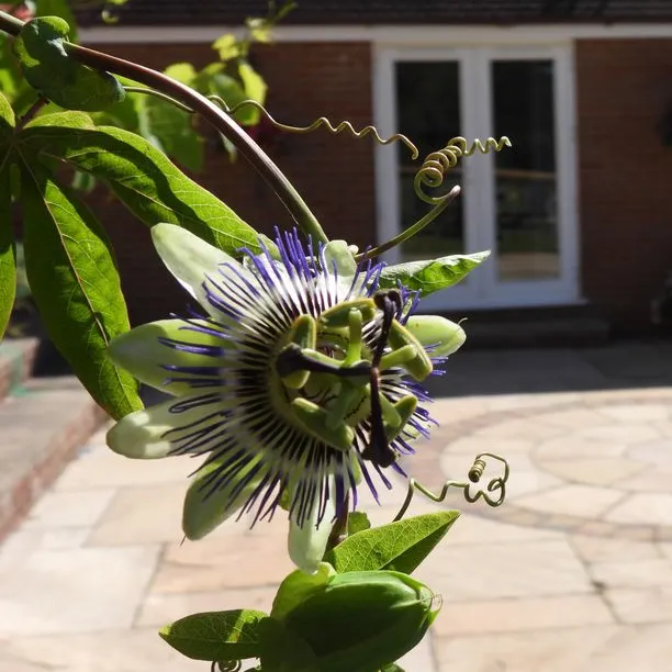 Passion Flower on a vine with blurred background of patio