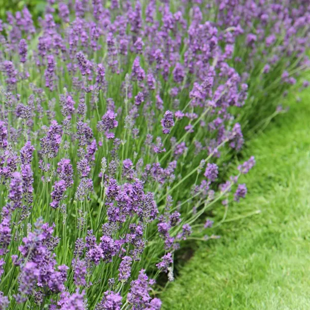 Lavender hedge