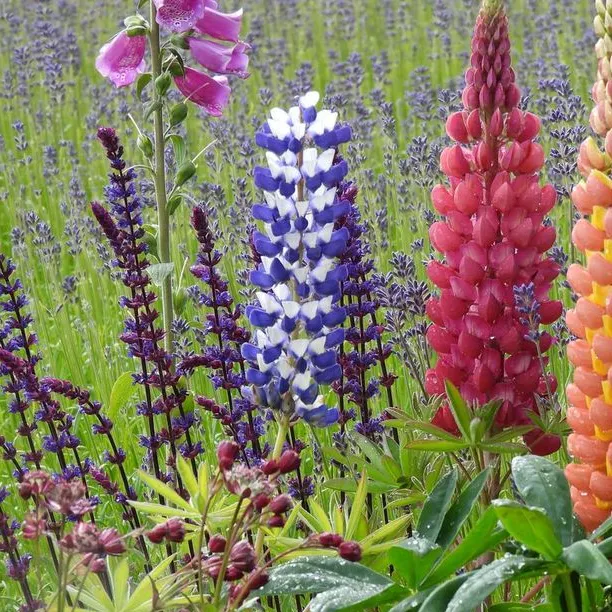 Flowering perennials; lupins, salvias, lavender and foxgloves