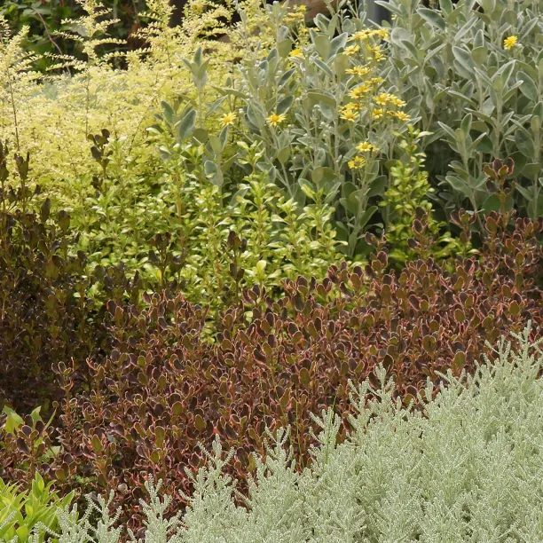 Mixed Shrubs