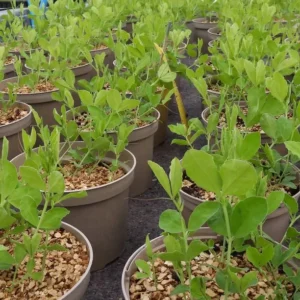 Sweet Pea Plants growing in Pots