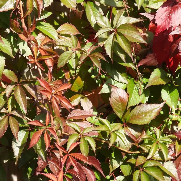 Virginia creeper leaves in autumn