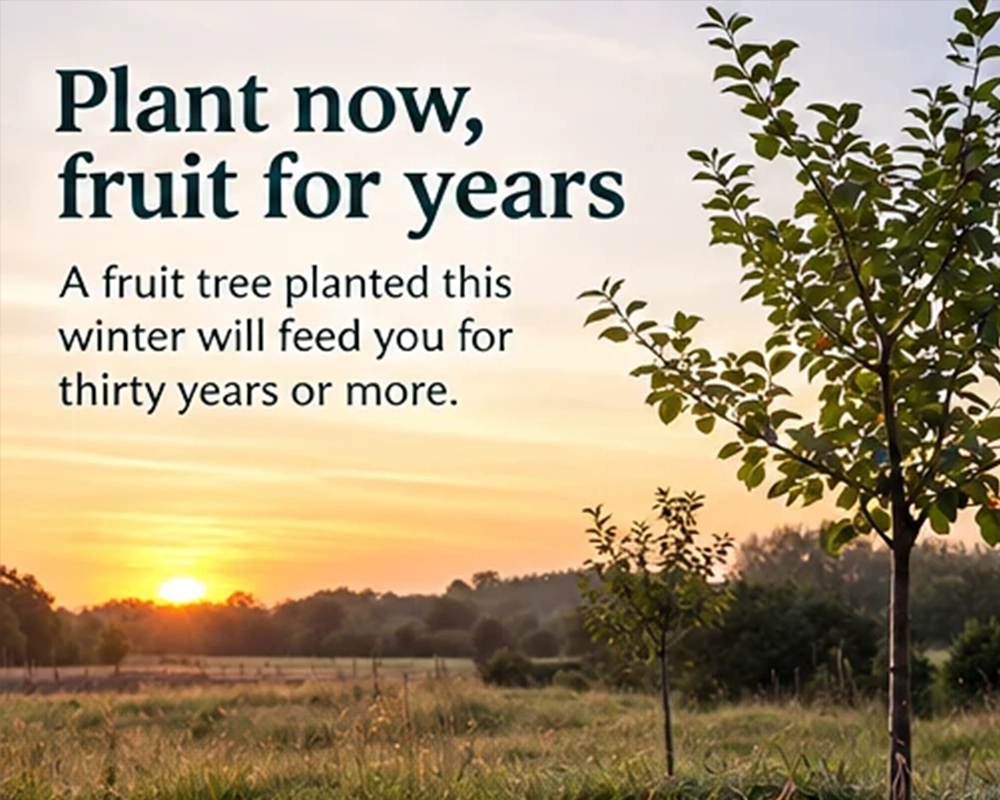 Fruit Trees in a garden with the text: Plant now, fruit for years