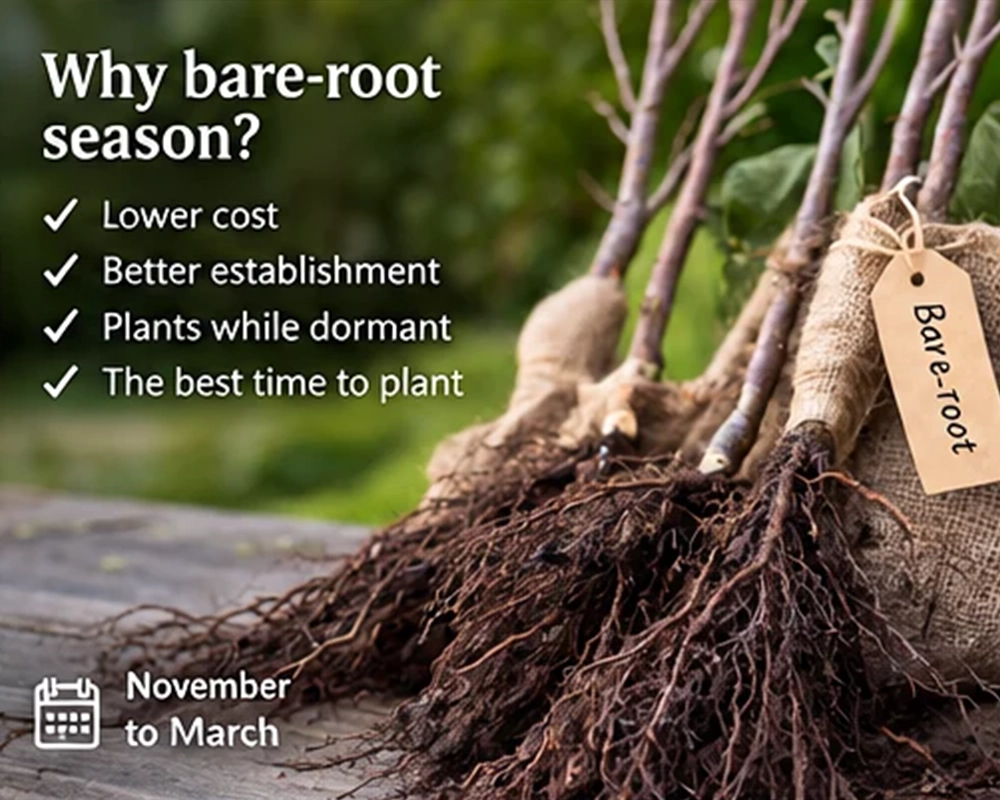 Bareroot plants with the text: Why bare-root season?